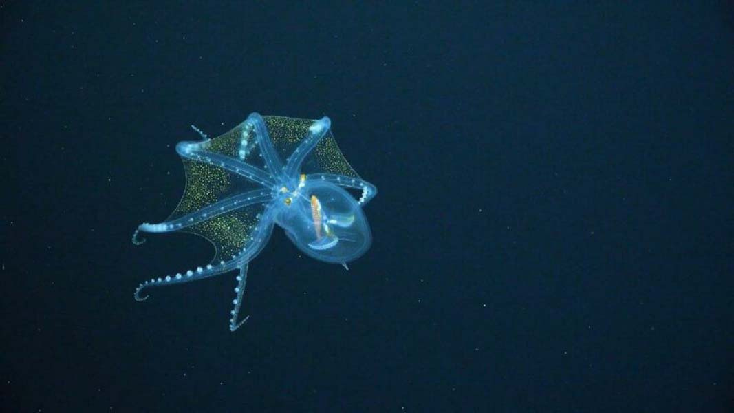 Cam Ahtapot görenleri kendine hayran bıraktı, okyanusun derinliklerinde görüntülendi!