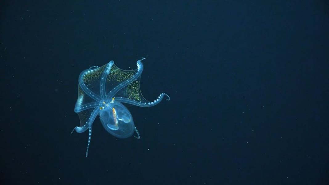 Cam Ahtapot görenleri kendine hayran bıraktı, okyanusun derinliklerinde görüntülendi!