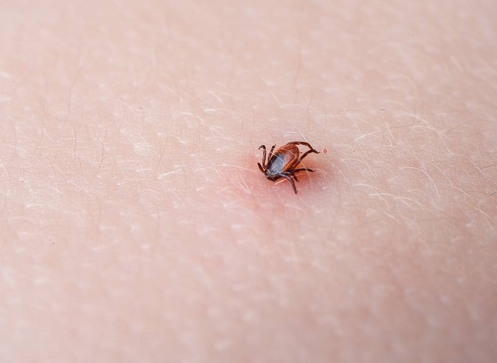 Havalar ısındı, kene kabusu geri döndü! Kene artışı endişelendiriyor