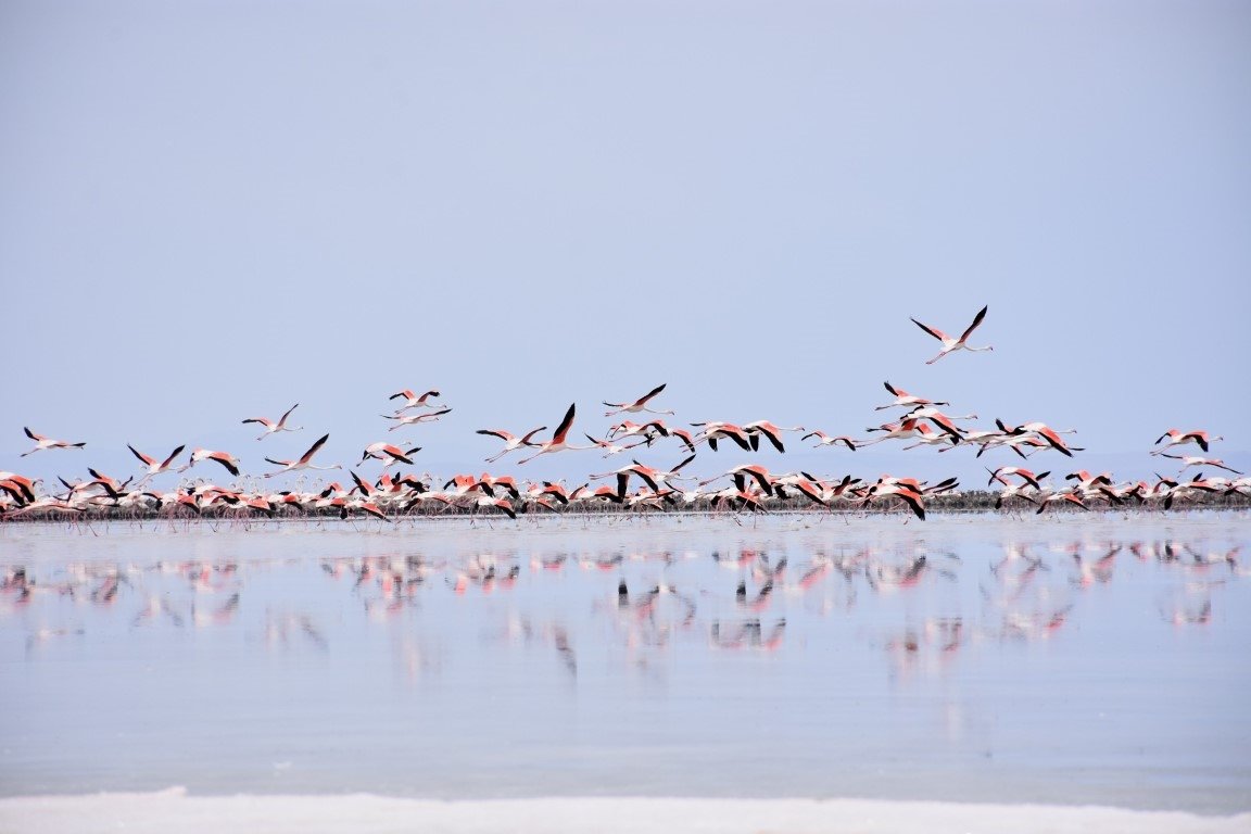 Tuz Gölü'ndeki flamingo faciasına Konya Valiliği'nden açıklama: Araştırma ve soruşturma başlatıldı!