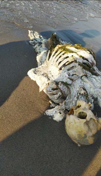 Samsun'da dehşete düşüren olay! Sahilde gezenler, insan iskeleti ile karşılaştı!