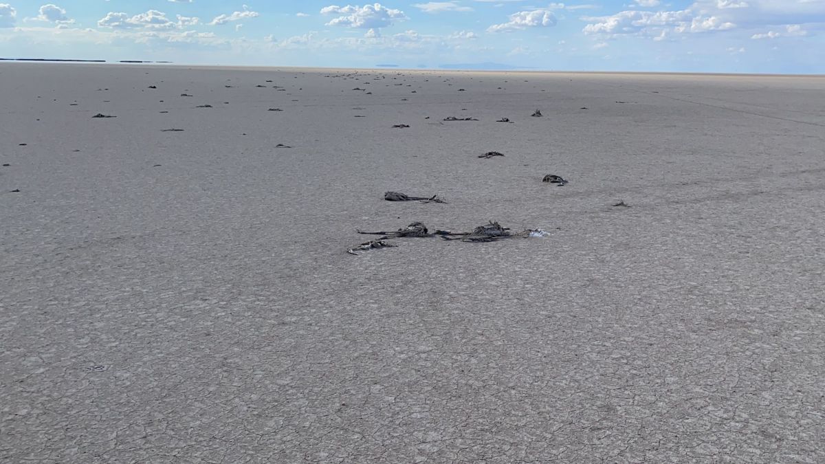 Tuz Gölü'ndeki flamingo faciasına Konya Valiliği'nden açıklama: Araştırma ve soruşturma başlatıldı!