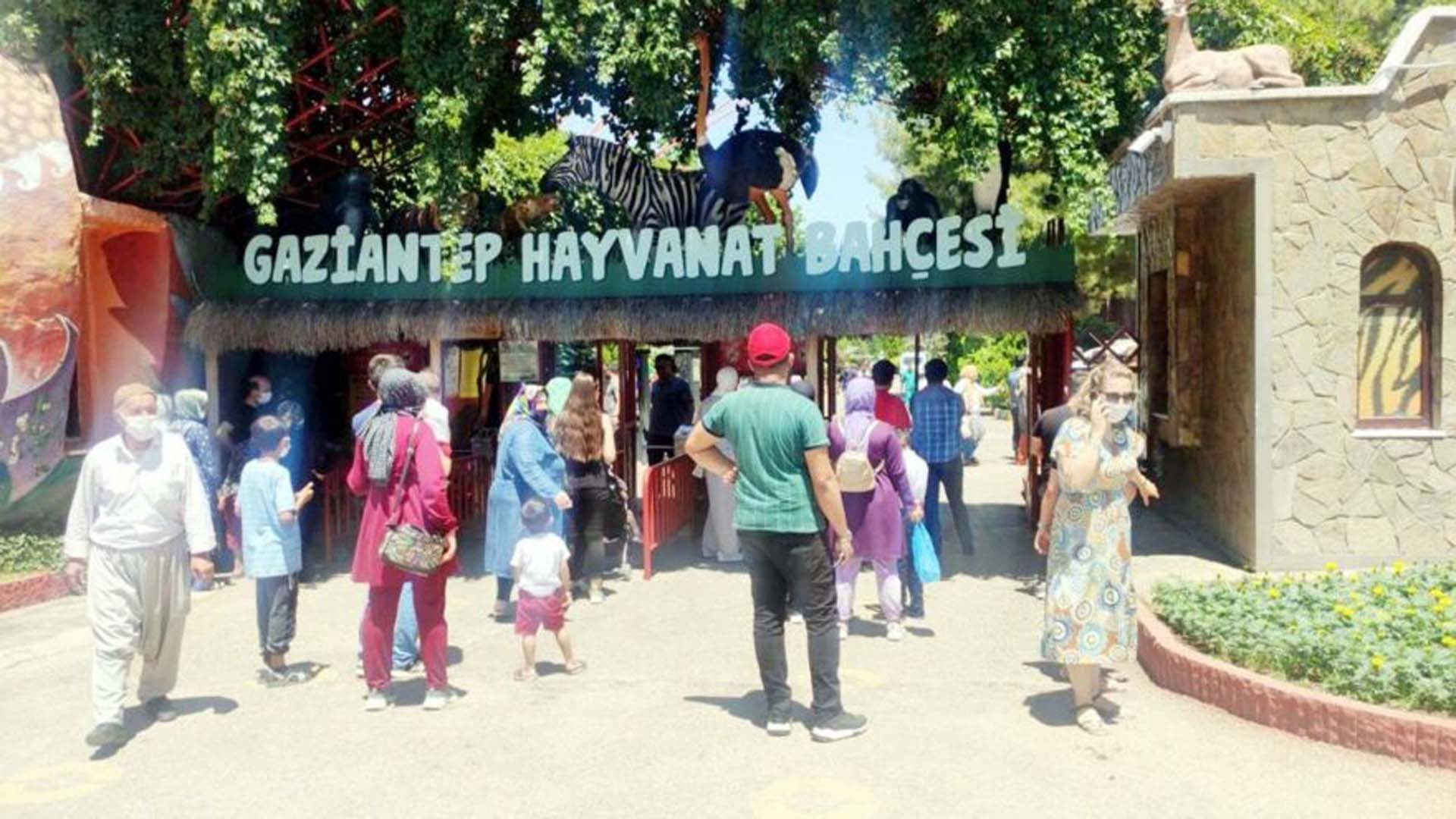 Son dakika | Gaziantep Hayvanat Bahçesinde facianın eşiğinden dönüldü: Kaçan aslan 3 kişiyi yaraladı