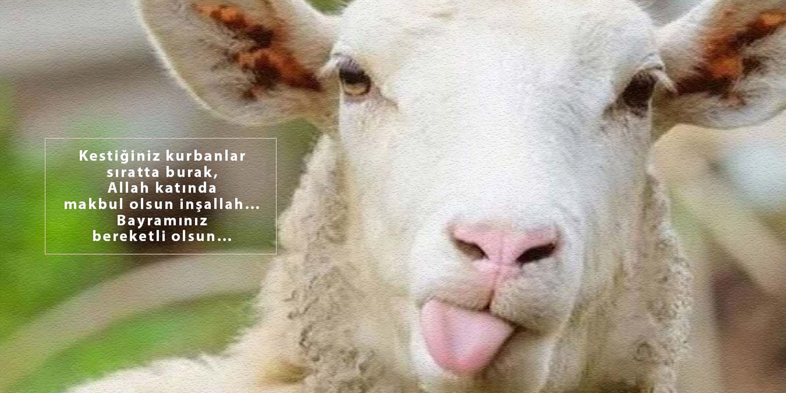 2022 Kurban Bayramı kutlama mesajları kısa, öz, dini| Facebook, Whatsapp Kurban Bayramı resimli mesajlar