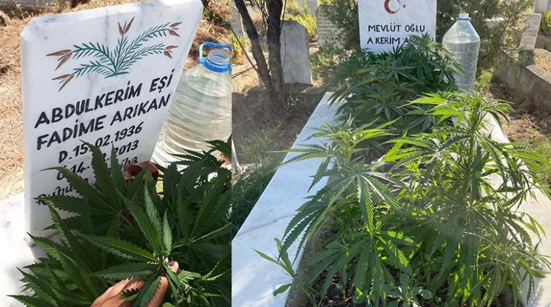 Anneanne ve dedesinin mezarına kenevir ekti, durumu görenler polise bildirdi!