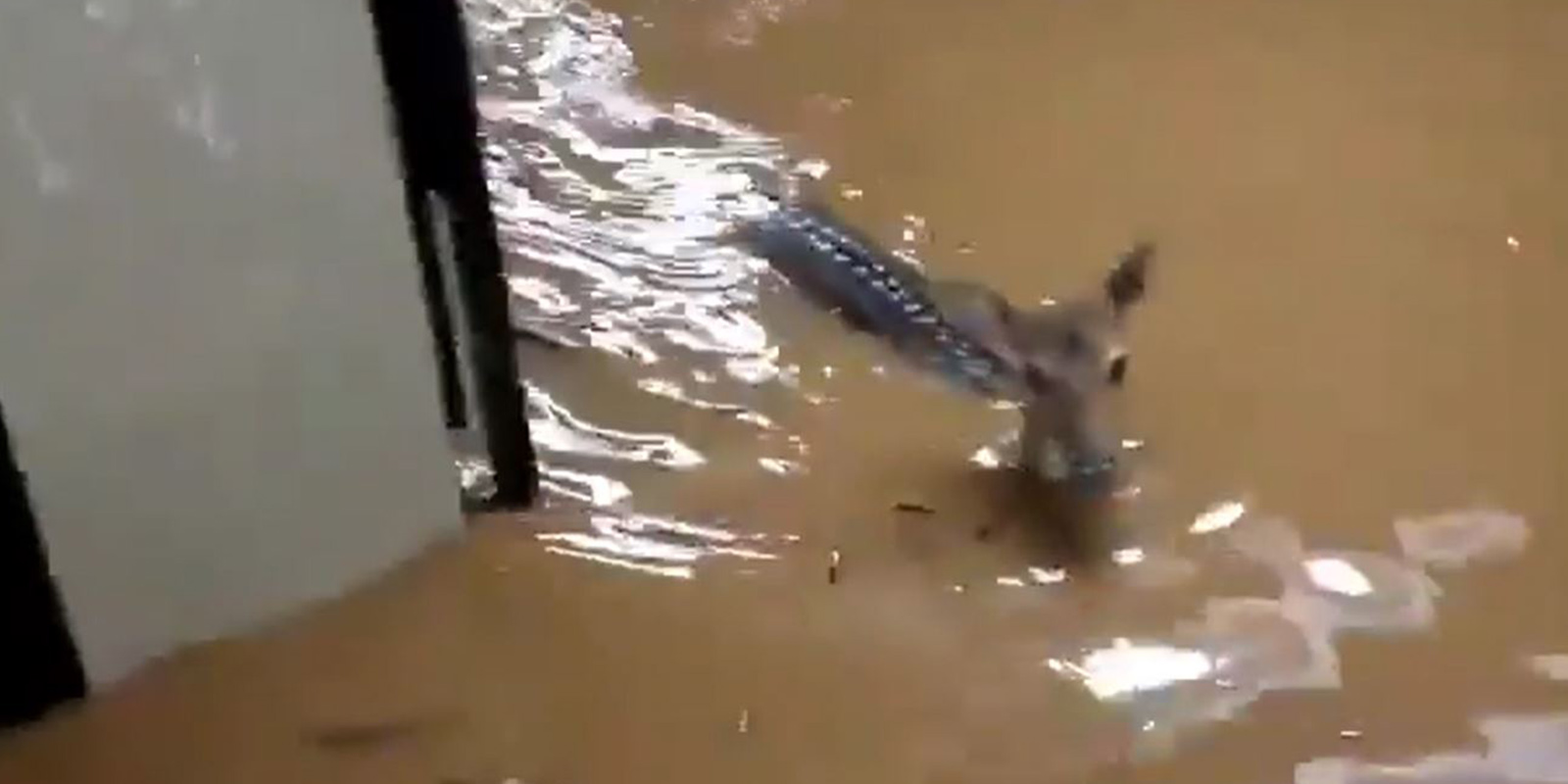 Dikkat çeken görüntü! Mumbai'deki sel felaketinde canını kurtarmaya çalışan ceylanın görüntüsü yürek burktu!