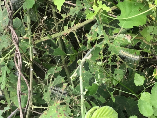 Beykozda tırtıl istilası, vatandaşı canından bezdirdi! Korkudan cam bile açamıyorlar
