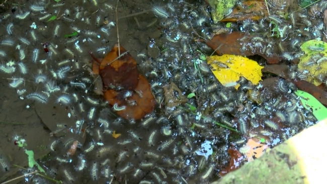 Beykozda tırtıl istilası, vatandaşı canından bezdirdi! Korkudan cam bile açamıyorlar
