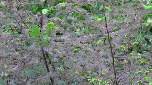 Beykozda tırtıl istilası, vatandaşı canından bezdirdi! Korkudan cam bile açamıyorlar