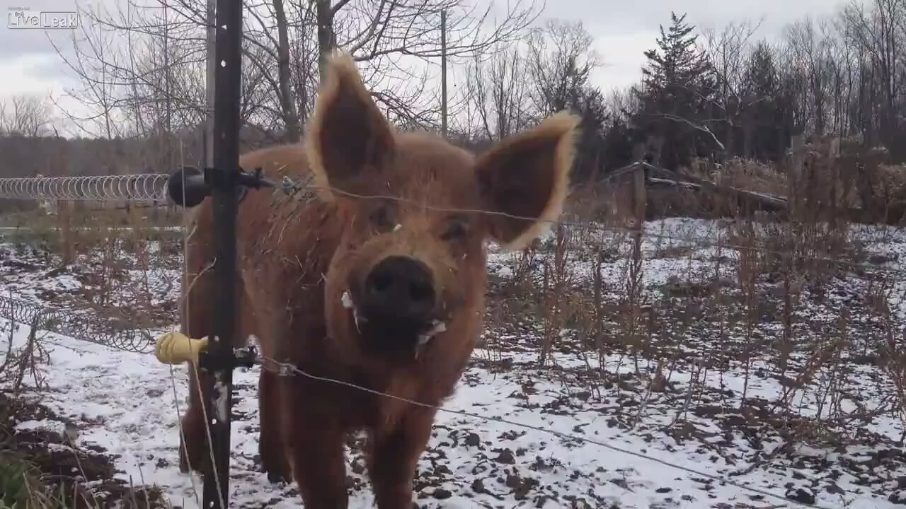 Aydın Söke'de çiftçi Murat Hopacı'nın acı sonu: Tellerdeki elektrik akımına kapılarak hayatını kaybetti!