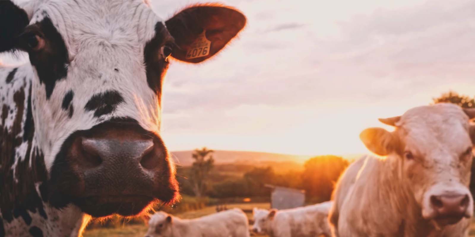 İstanbul'da kaçak kurban dehşeti: Boğazköy'de çeşmelerden kan aktı!