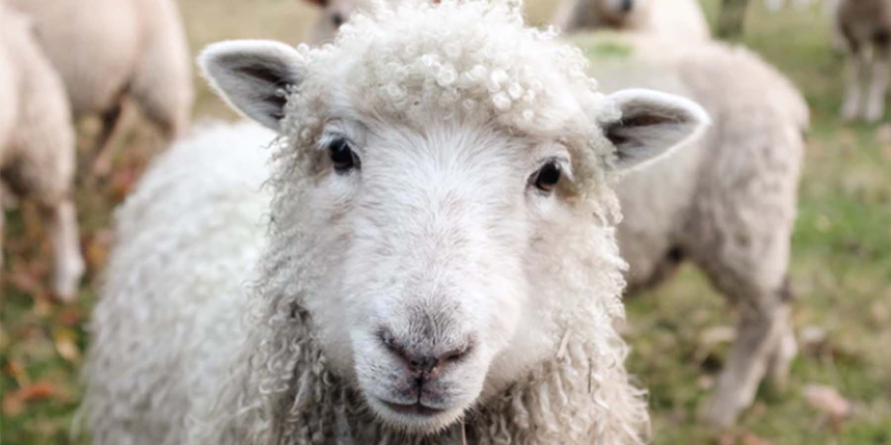 İstanbul'da kaçak kurban dehşeti: Boğazköy'de çeşmelerden kan aktı!