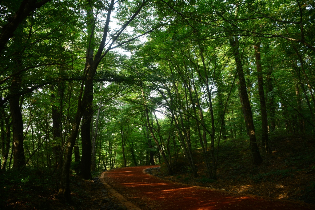 Odun toplamak için ormana gitti bir daha haber alınmadı! Gülefer Boynukısadan 3 gündür iz yok