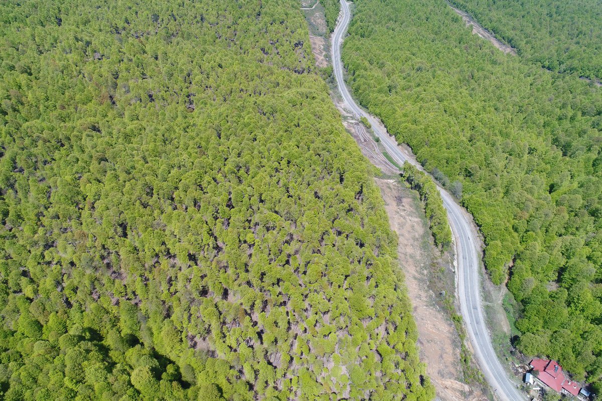 Odun toplamak için ormana gitti bir daha haber alınmadı! Gülefer Boynukısadan 3 gündür iz yok