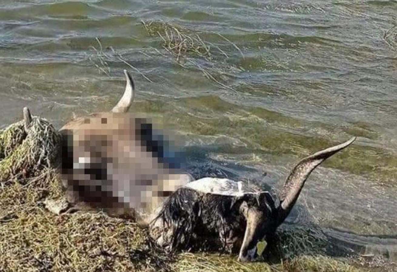 Kütahya'da Kurban Bayramı sonrası utanç veren görüntüler! Kurban kelleleri barajlarda