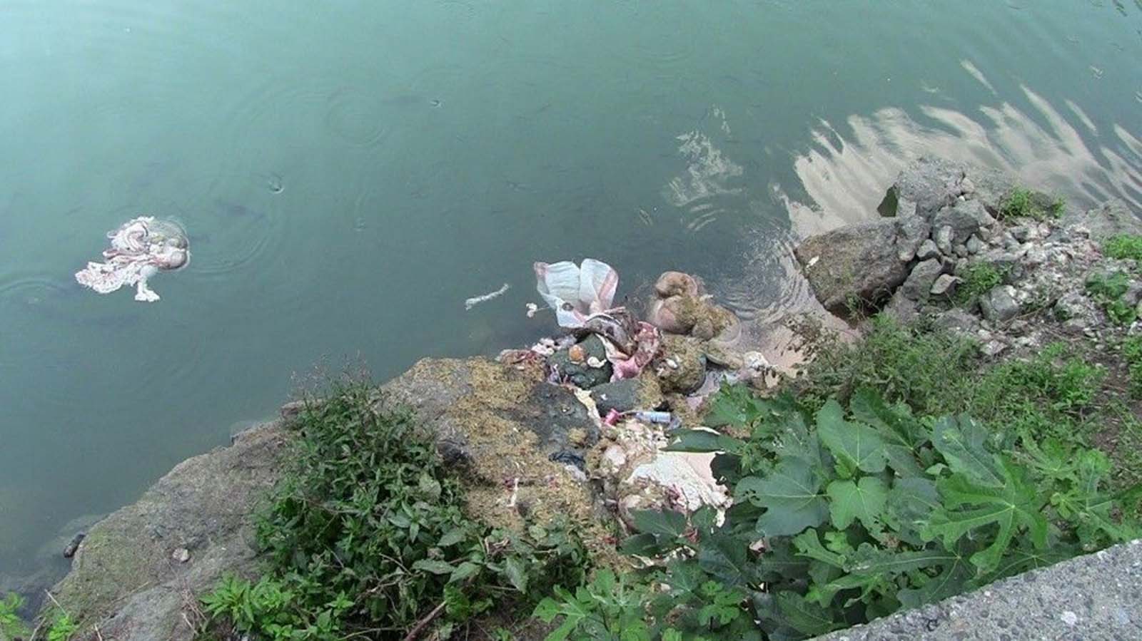 Kütahya'da Kurban Bayramı sonrası utanç veren görüntüler! Kurban kelleleri barajlarda