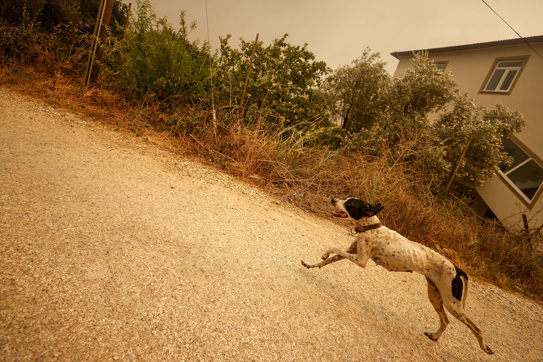 Son dakika | Antalya Manavgat'ta orman yangını! Evler boşaltıldı, ekipler canla başla müdahale ediyor