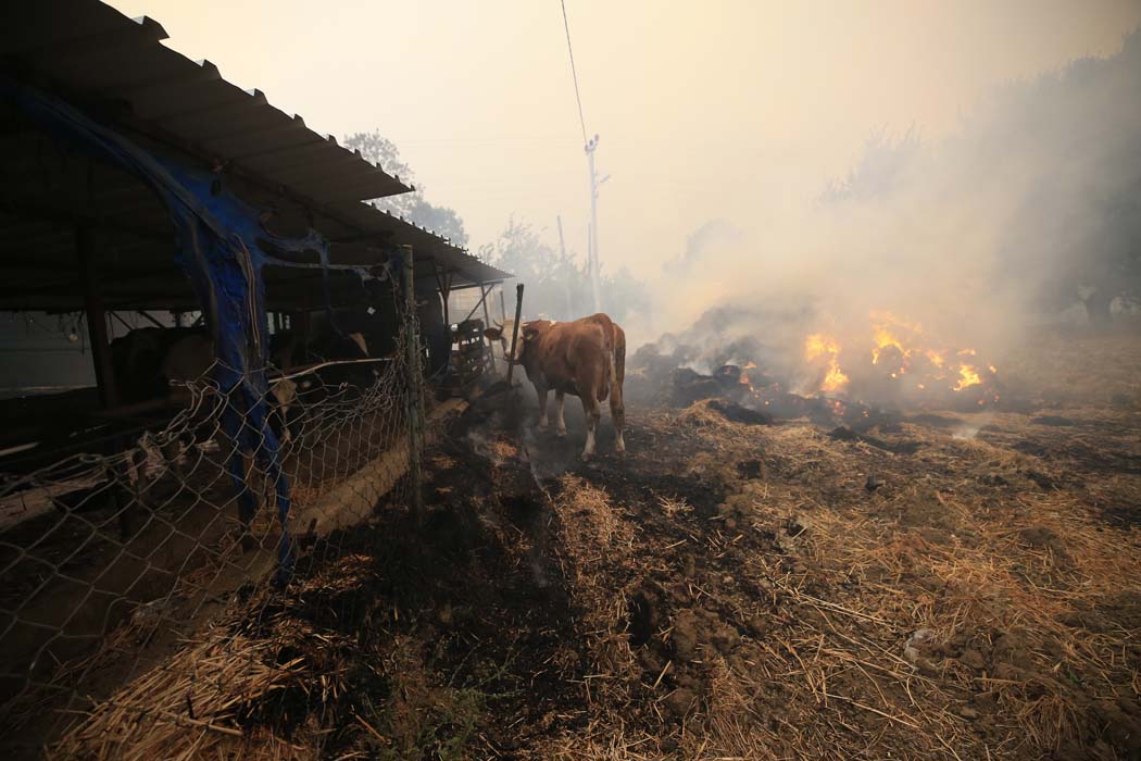 Manavgat'taki yangından ilk acı haber geldi! Bakan Pakdemirli duyurdu