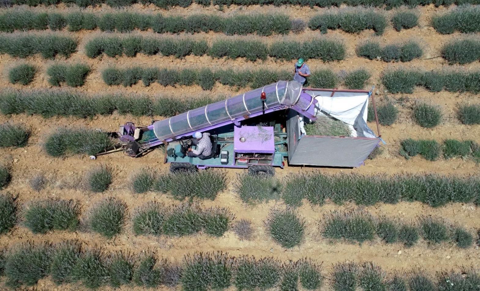 Çalıştıracak işçi bulamayınca, kendi hasat makinesini yaptı