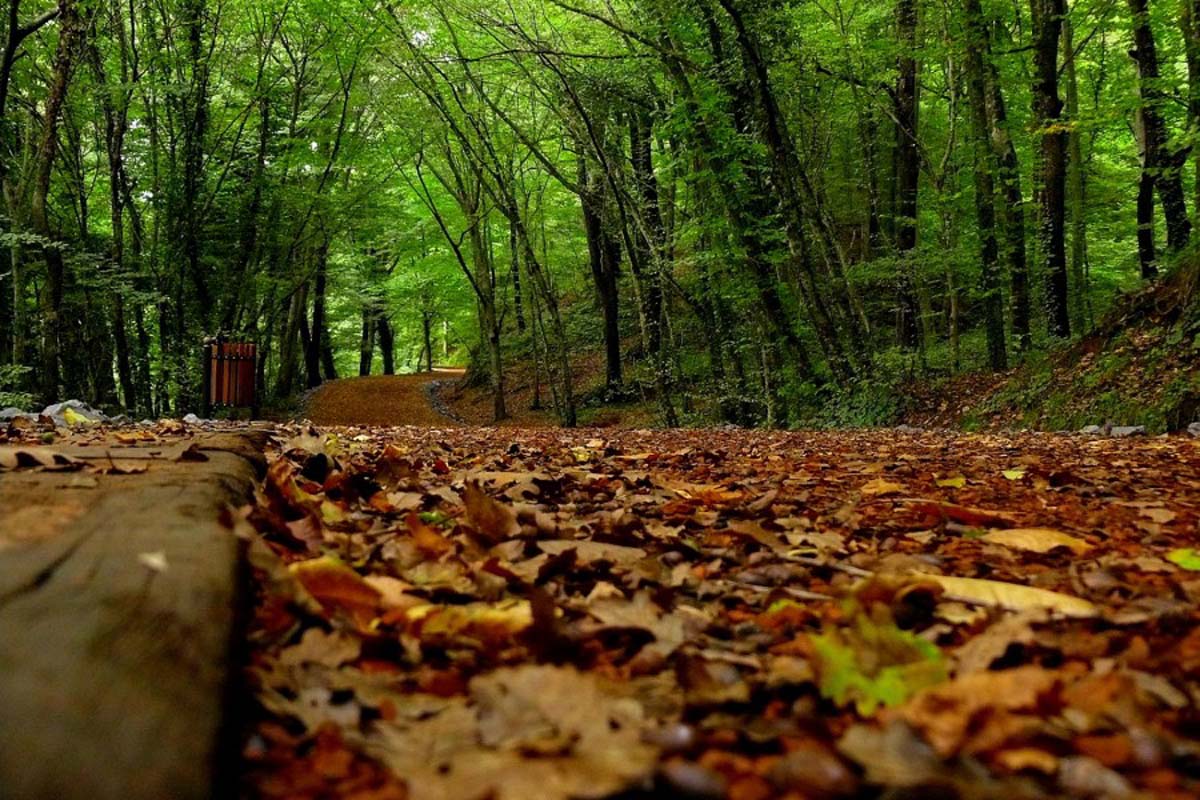 İstanbul'da ormana girmek yasak mı? Ormanlara giriş yasaklandı mı?
