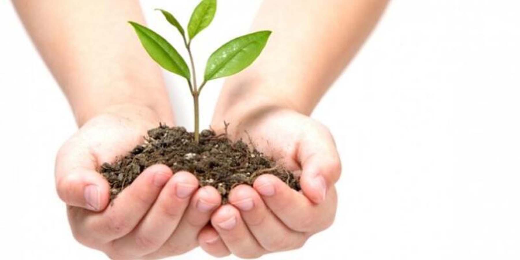 TEMA vakfı fidan bağışı nasıl yapılır? |1 adet fidan ne kadar?