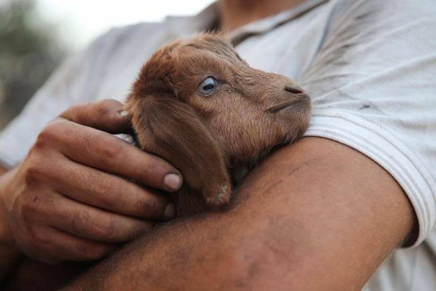 Alevlerin arasında doğan oğlağın adı ''Mucize'' oldu