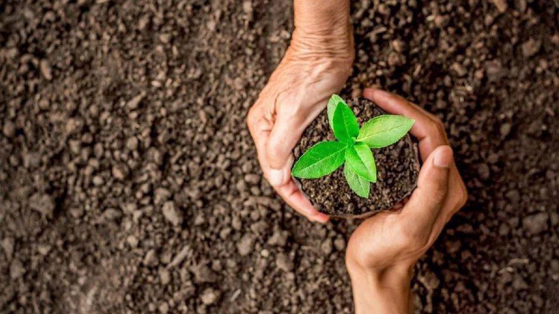 TEMA vakfı fidan bağışı nasıl yapılır? |1 adet fidan ne kadar?