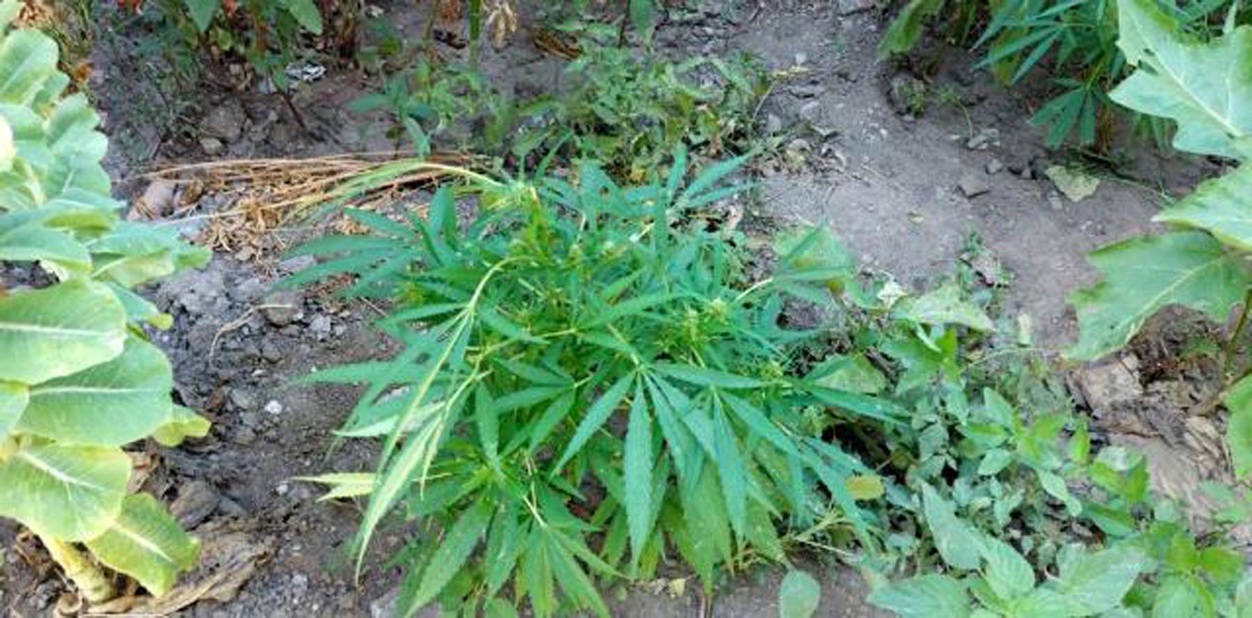 Hatay'da ''Hint Keneviri'' baskını