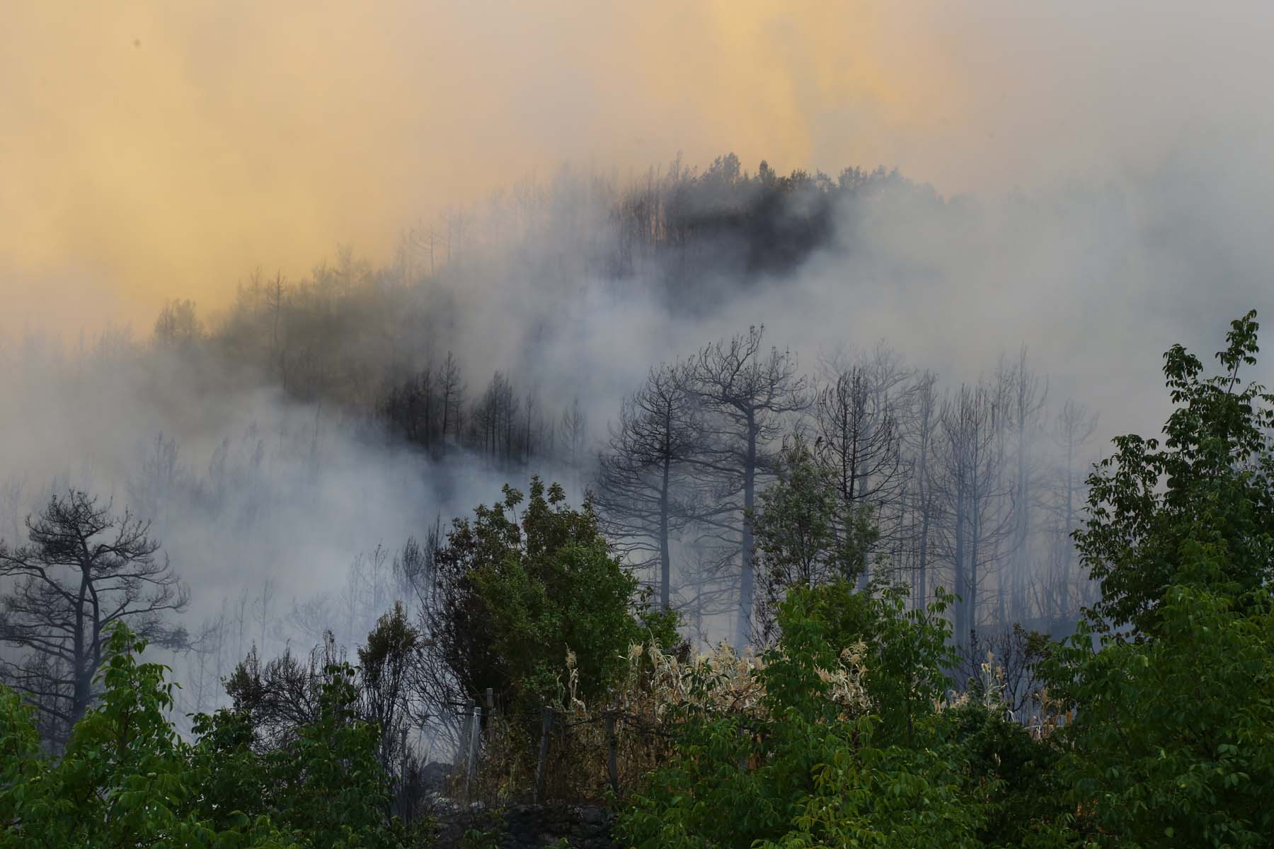 Camilerden anons yapılıyor! Antalya'nın Gündoğmuş ilçesi tahliye ediliyor 