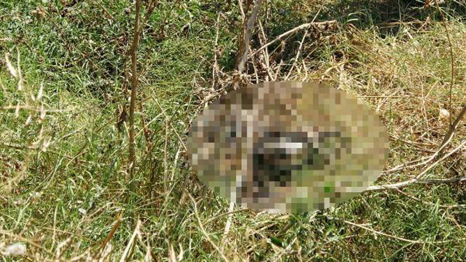 Bursa'da çöpü almak için çalılıklara girdi! Ceset buldu!