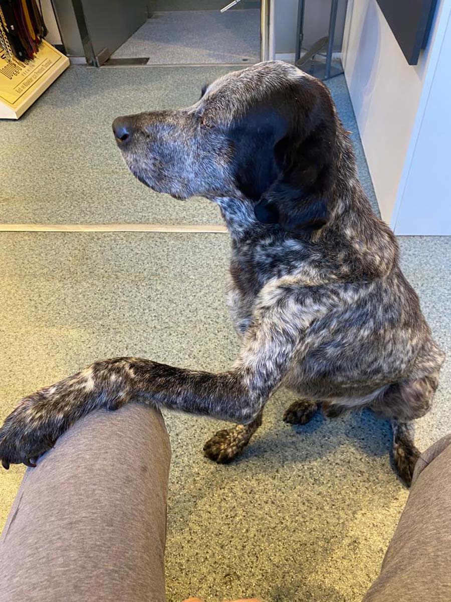 Tavuklarını kovalayan köpeği öldüresiye dövdü! Talihsiz hayvanın kafatasında kırıklar oluştu