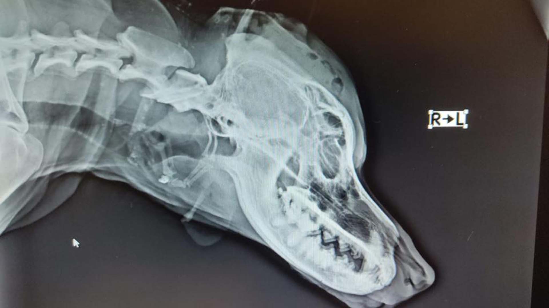 Tavuklarını kovalayan köpeği öldüresiye dövdü! Talihsiz hayvanın kafatasında kırıklar oluştu