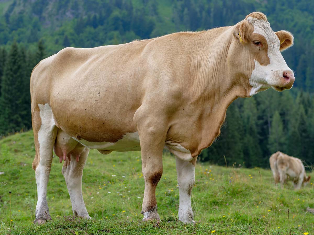 Rize'de bir vatandaşın hayatını ineği kurtardı!