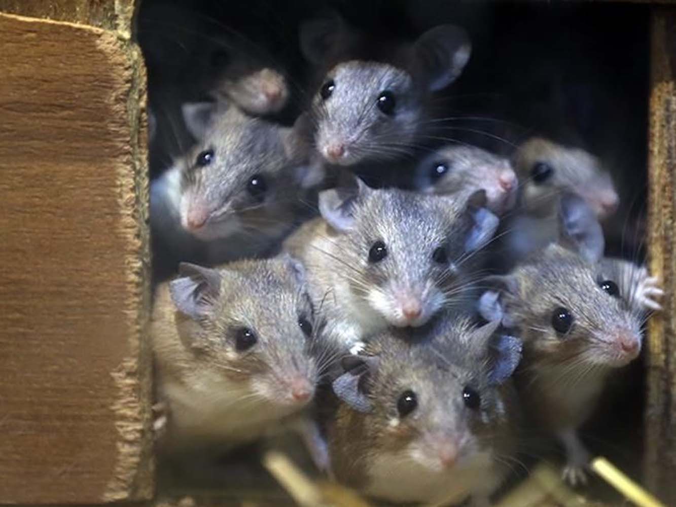 İstanbul'un göbeğini fareler bastı! Görenler gözlerine inanamadı