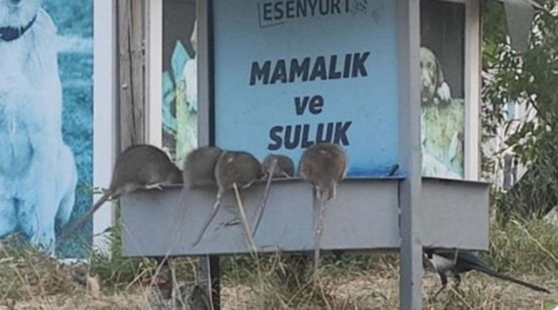 İstanbul'un göbeğini fareler bastı! Görenler gözlerine inanamadı