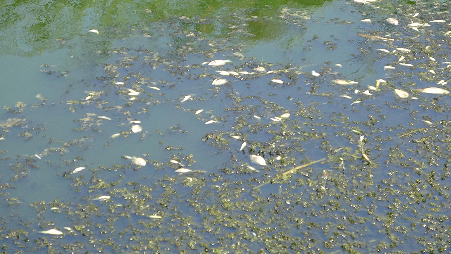 Büyük Menderes Nehrinde kontrolsüz sulama sonucu balıklar öldü!