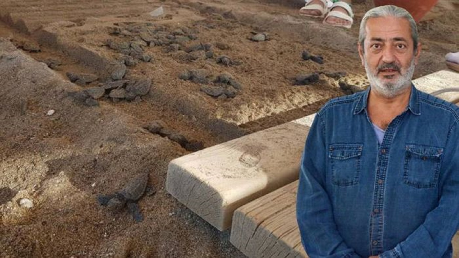 caretta carettalar ölüm tuzağına takıldı!