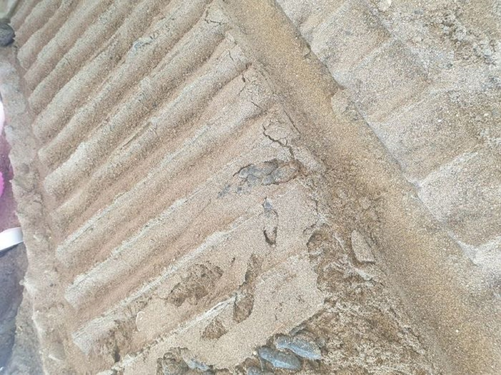 caretta carettalar ölüm tuzağına takıldı!