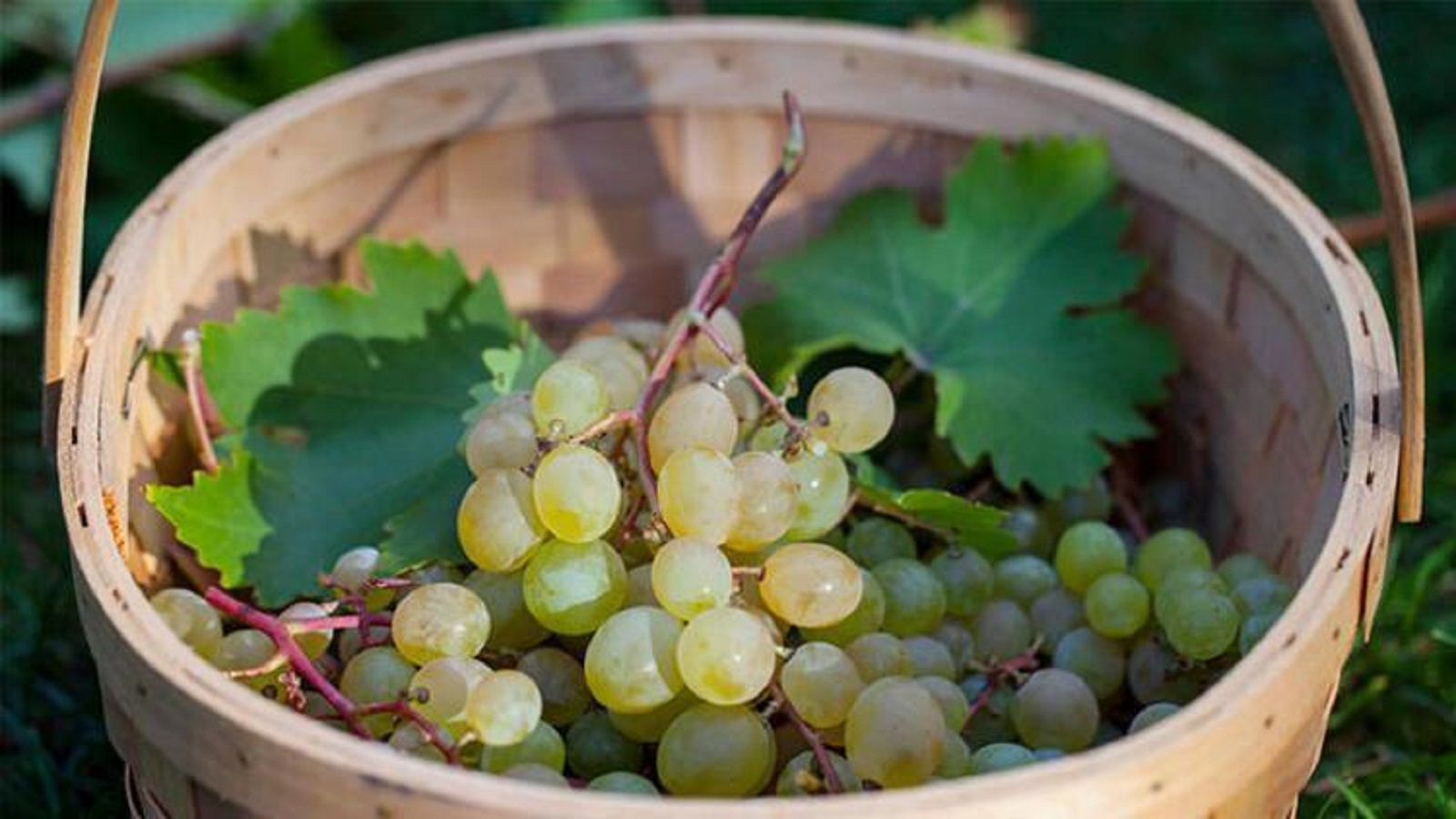 Zengin antioksidan içeren mucizevi besin 'üzüm'