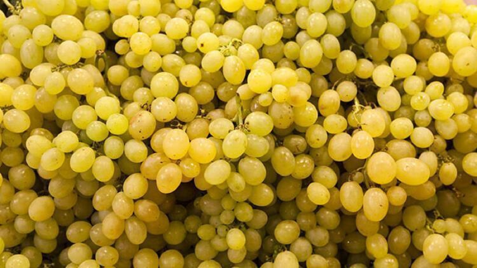 Zengin antioksidan içeren mucizevi besin 'üzüm'