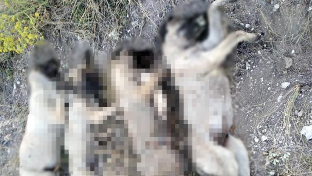 Ankara'da vicdansızlığın resmi! Yan yana dizilmiş şekilde ölü olarak bulundular
