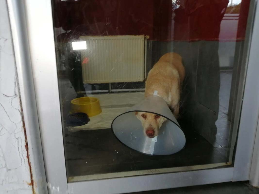 Pendik'te emekli polis dehşet saçtı! Kendisine haylayan köpeği delik deşik etti!