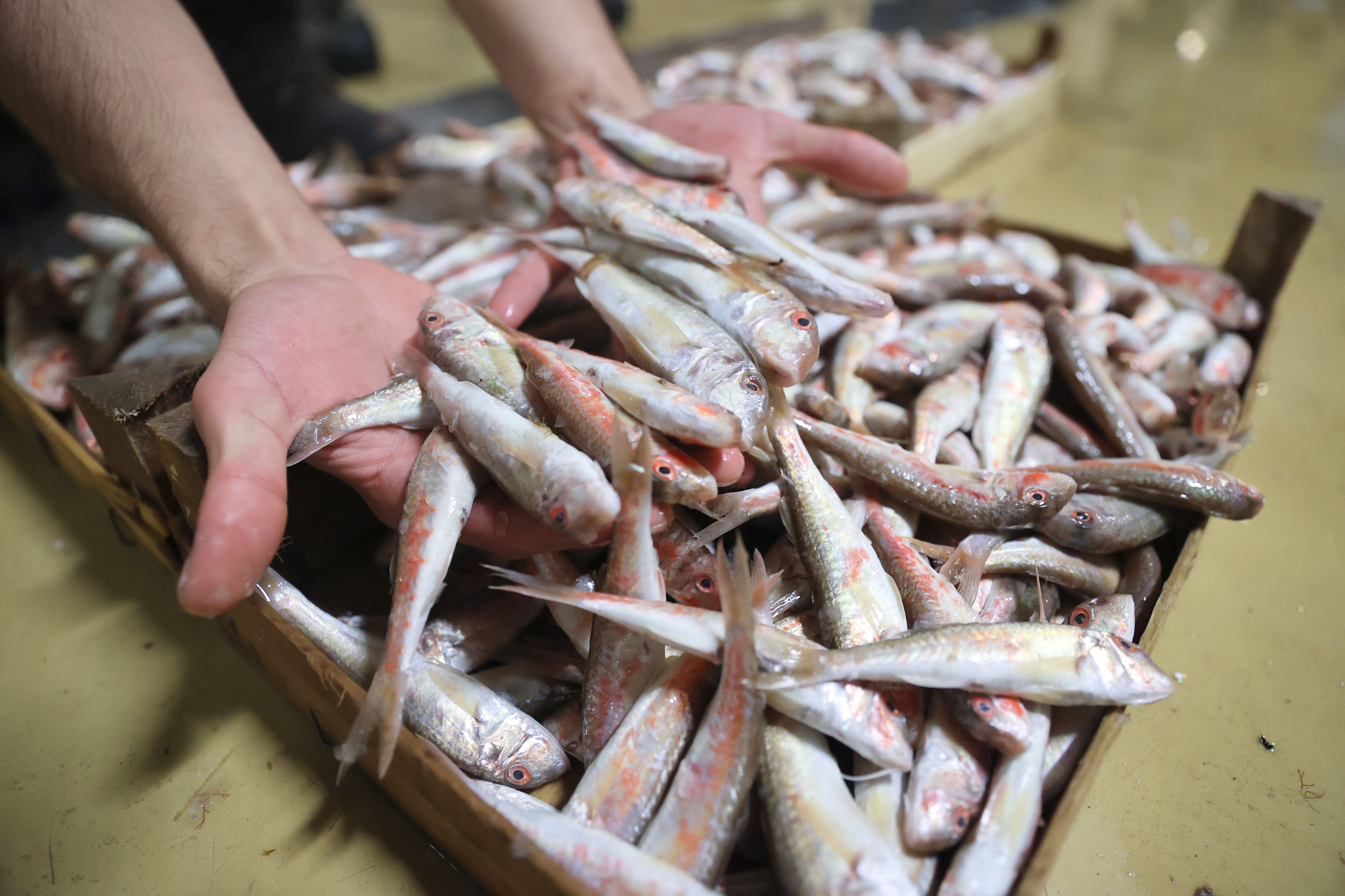 Av yasağı sona erdi! İstanbul'da balıkçılar vira bismillah diyerek ilk ağlarını çekti!