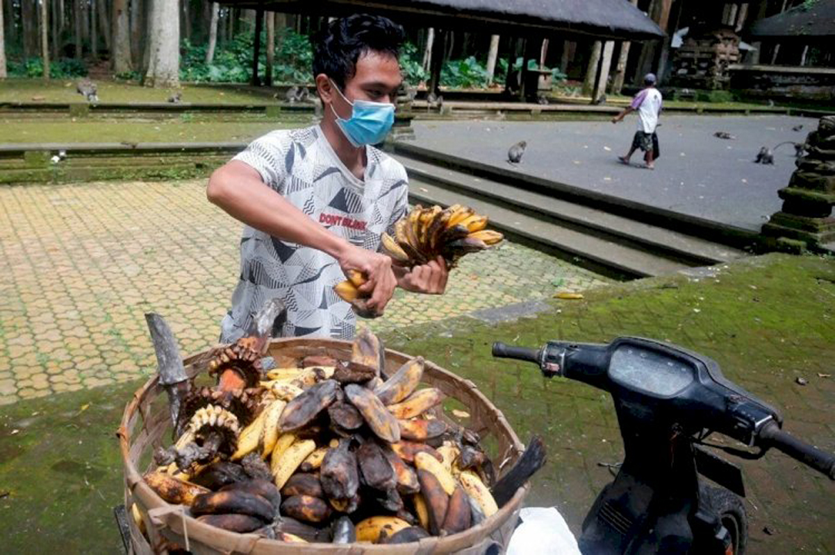 Endonezya'da turist gelmeyince aç kalan maymunlar şehri yağmaladı!