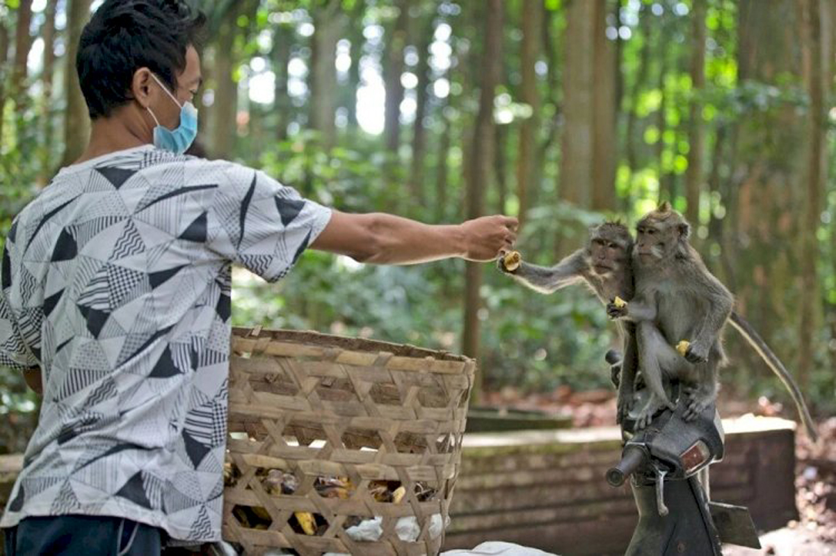 Endonezya'da turist gelmeyince aç kalan maymunlar şehri yağmaladı!