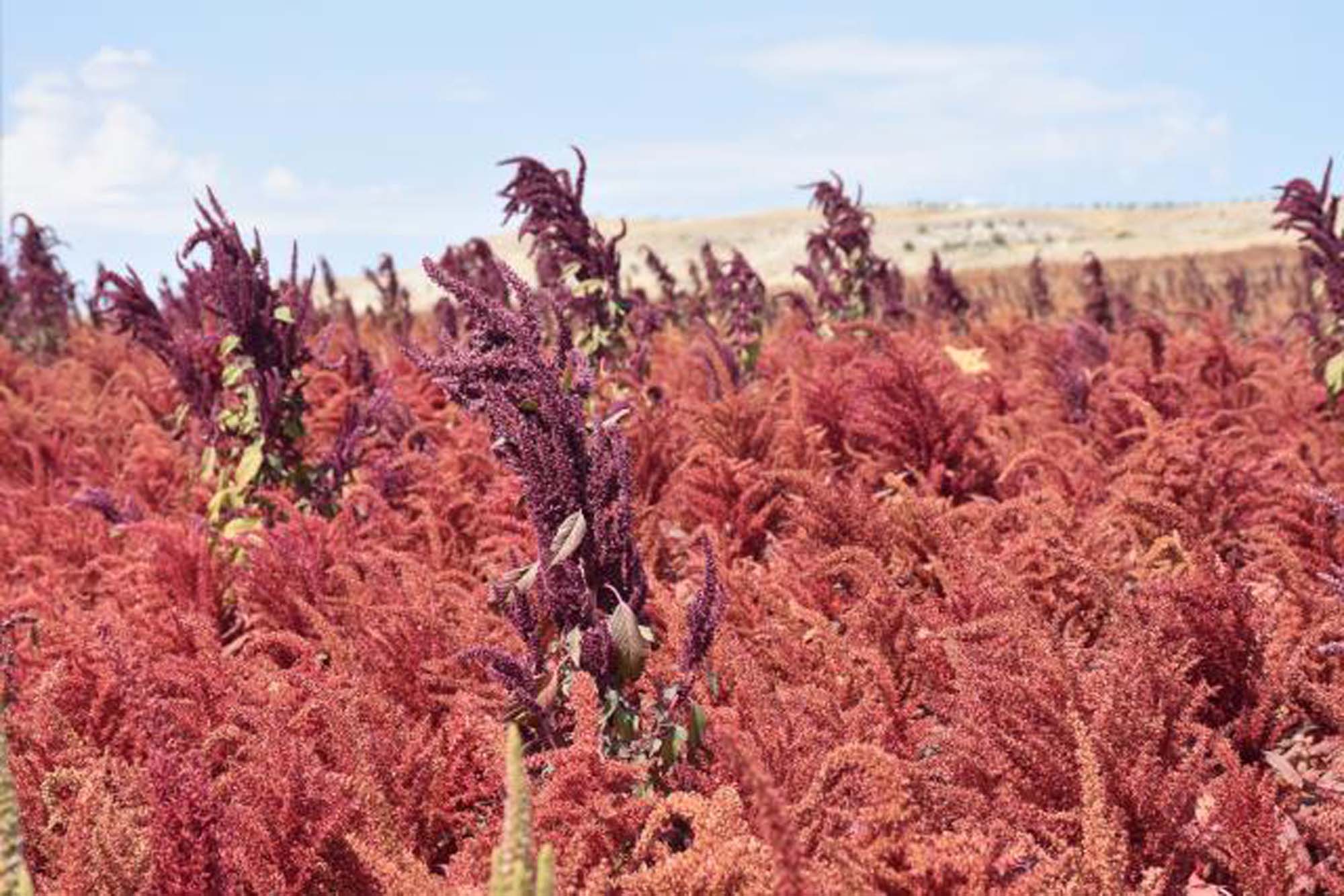 Bu bitki antikanserojen içeriyor! Amarant bitkisinin hasadı başladı
