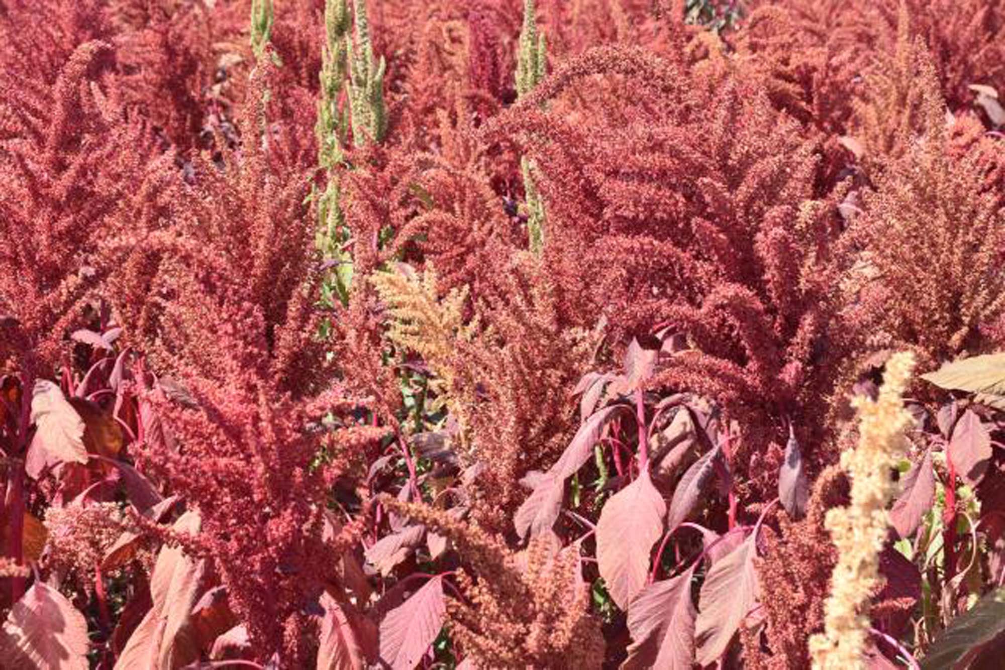 Bu bitki antikanserojen içeriyor! Amarant bitkisinin hasadı başladı