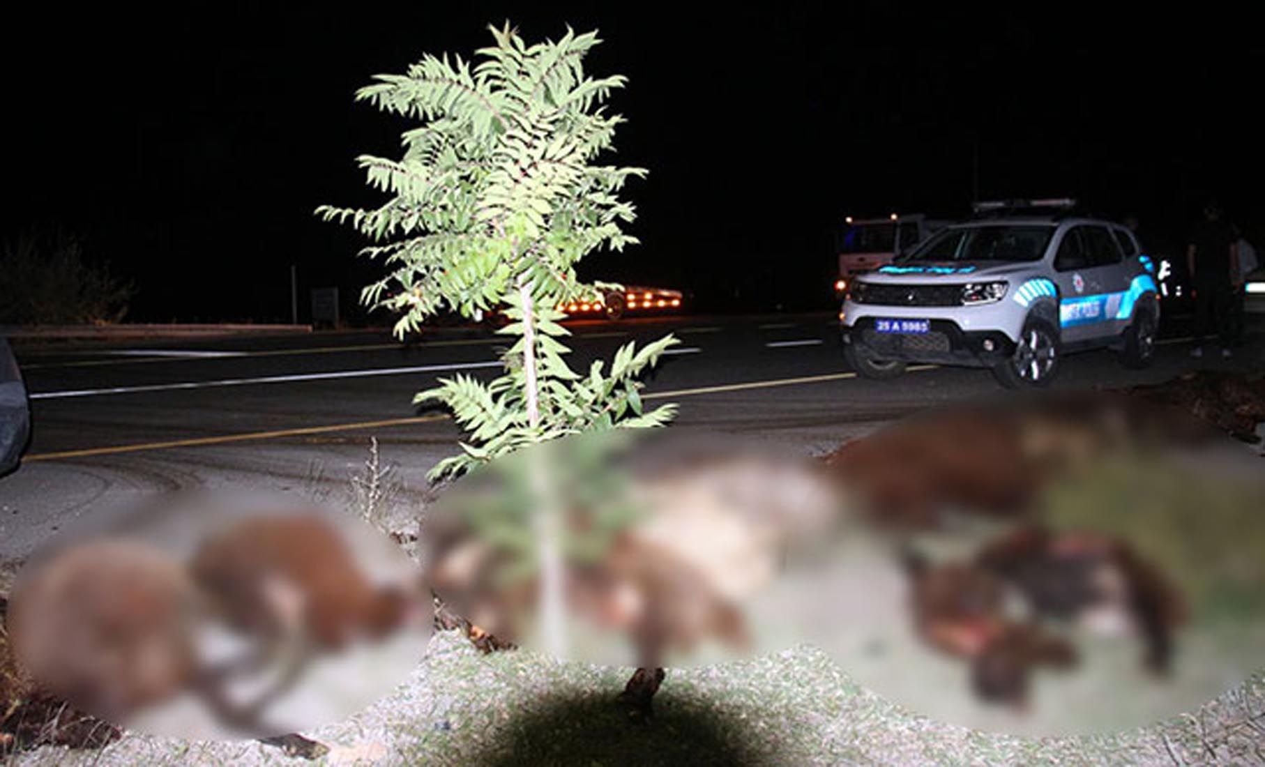 Erzurum'da 2 otomobil koyun sürüsüne çarptı!