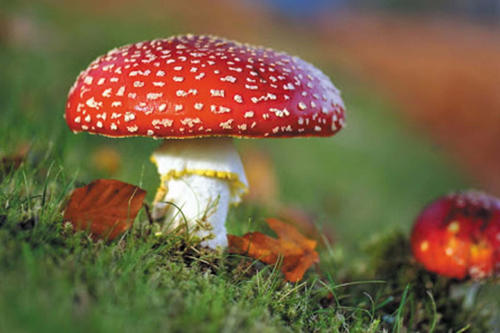 Trabzon’da zehirli mantar vakası! 7 kişi hastaneye nakledildi