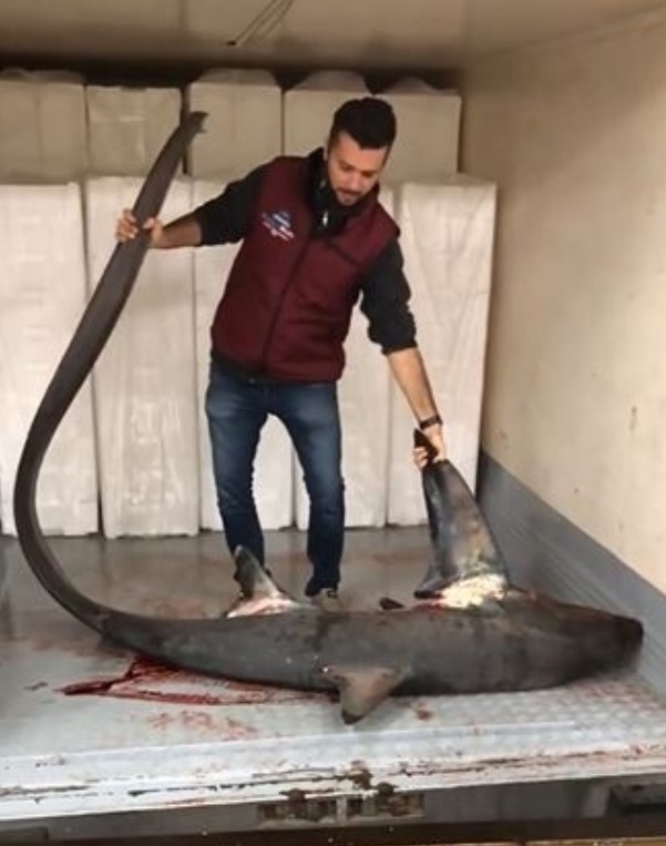 Marmara Denizi'nde korkutan anlar! Dev köpek balığı yakalandı!